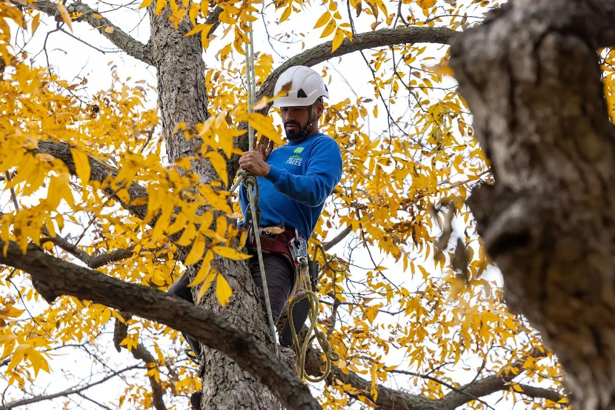 Skilled Tree Planting crew working in Boone